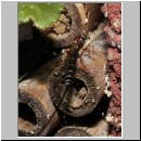 Perithous cf scurra - Schlupfwespe 07 10mm.jpg